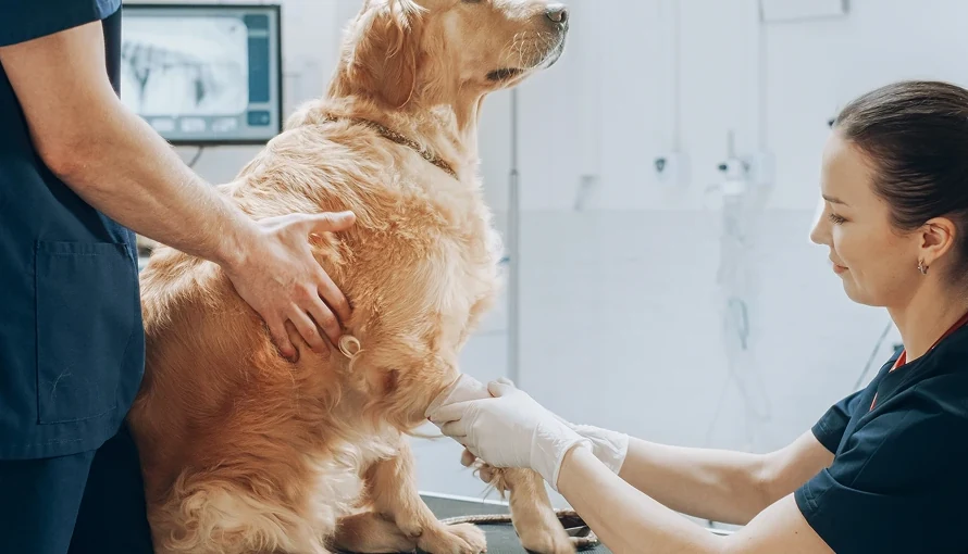 Veterinarian caring for a dog