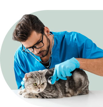 Veterinarian with cat